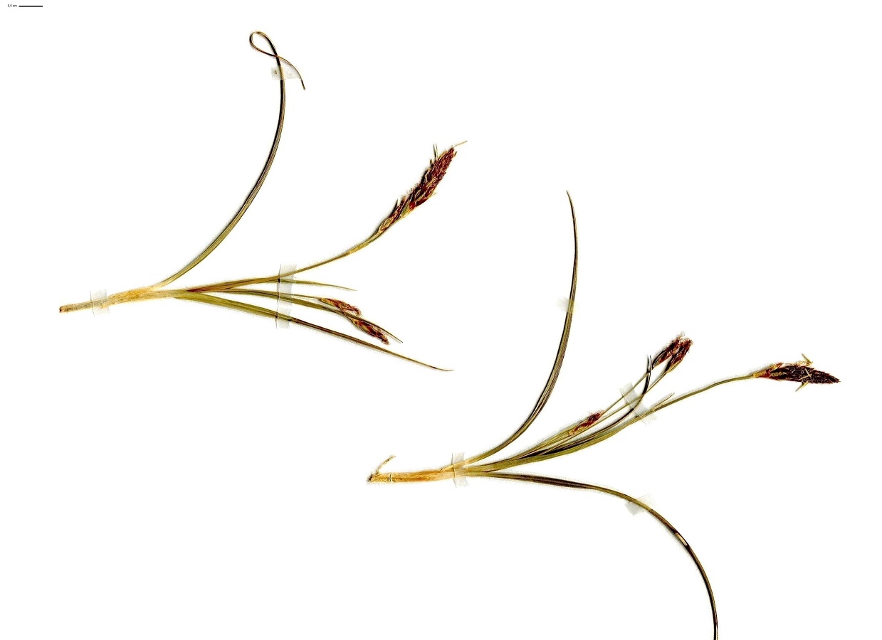 Carex halleriana (Cyperaceae)